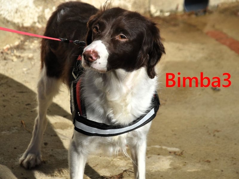 Bimba3 geb. 07/2024 - freundliche, verspielte und aktive Bretonin sucht ein neues Zuhause!