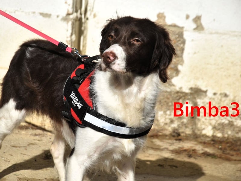 Bimba3 geb. 07/2024 - freundliche, verspielte und aktive Bretonin sucht ein neues Zuhause!