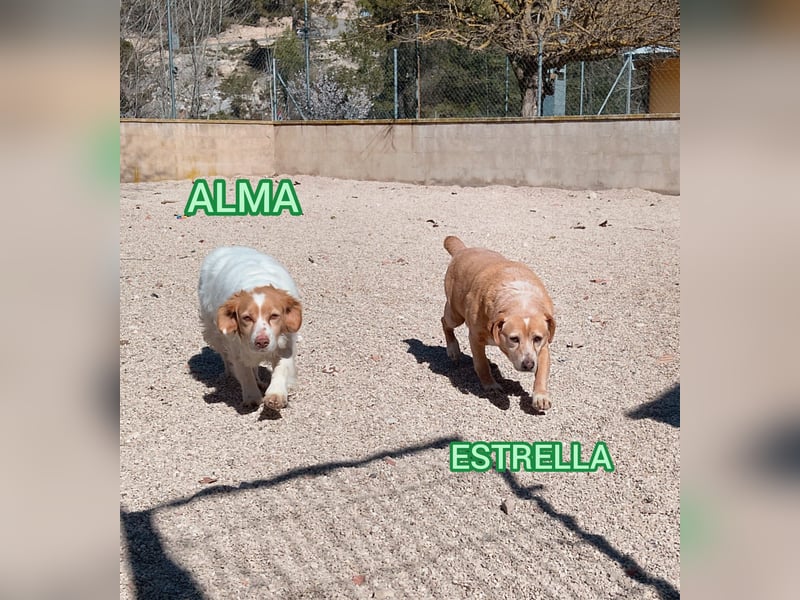 ALMA wurde in den Bergen gefunden...