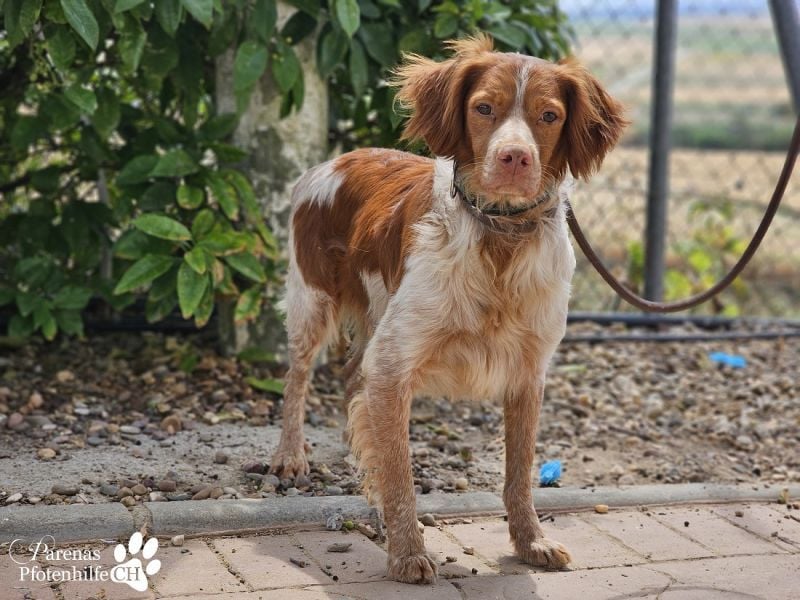 Cristobal ist sportlich und intelligent, ideal für aktive Menschen