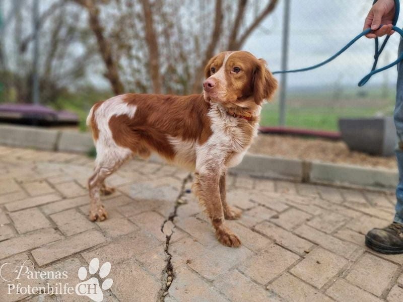Cristobal ist sportlich und intelligent, ideal für aktive Menschen