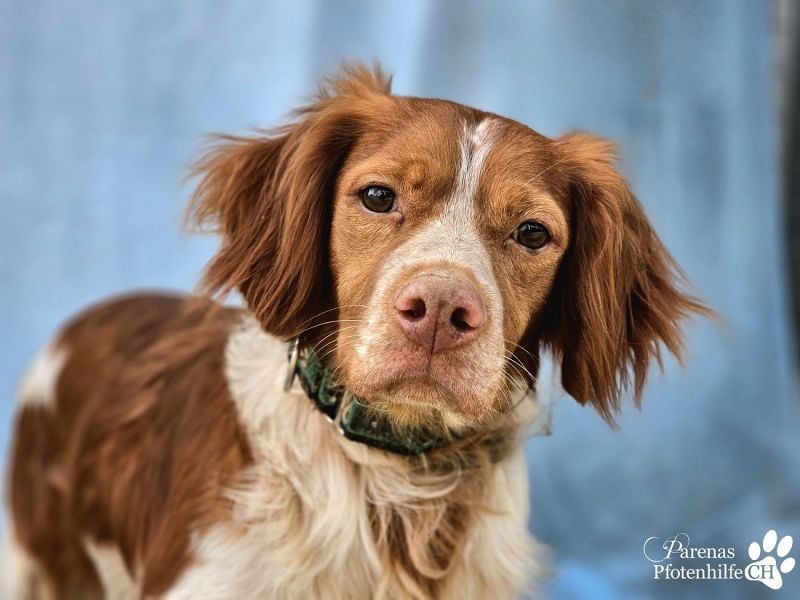 Cristobal ist sportlich und intelligent, ideal für aktive Menschen