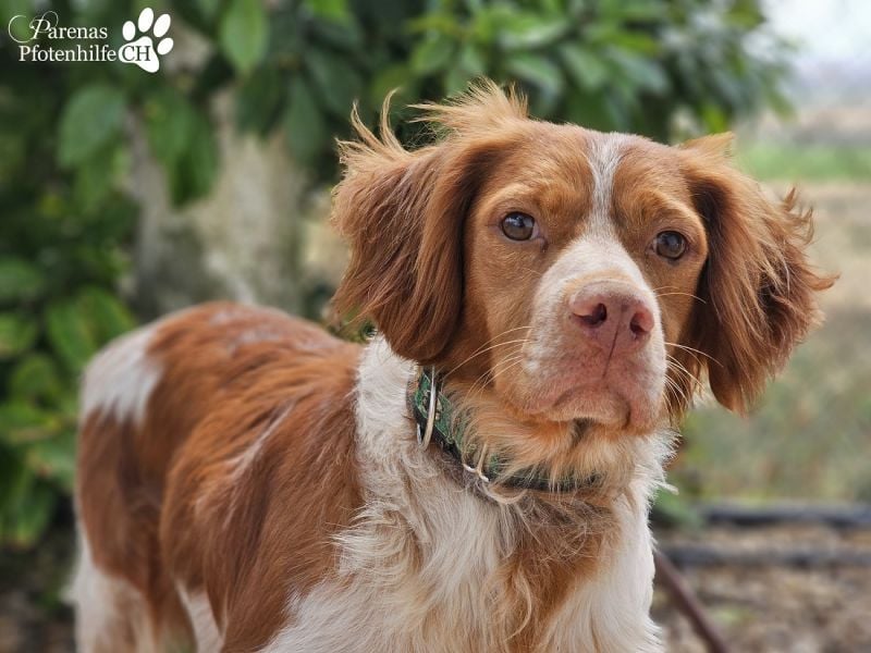 Cristobal ist sportlich und intelligent, ideal für aktive Menschen