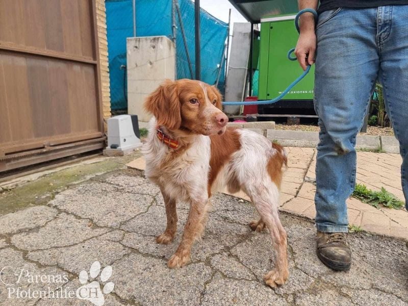 Cristobal ist sportlich und intelligent, ideal für aktive Menschen