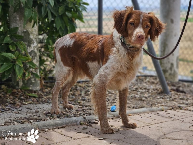 Cristobal ist sportlich und intelligent, ideal für aktive Menschen