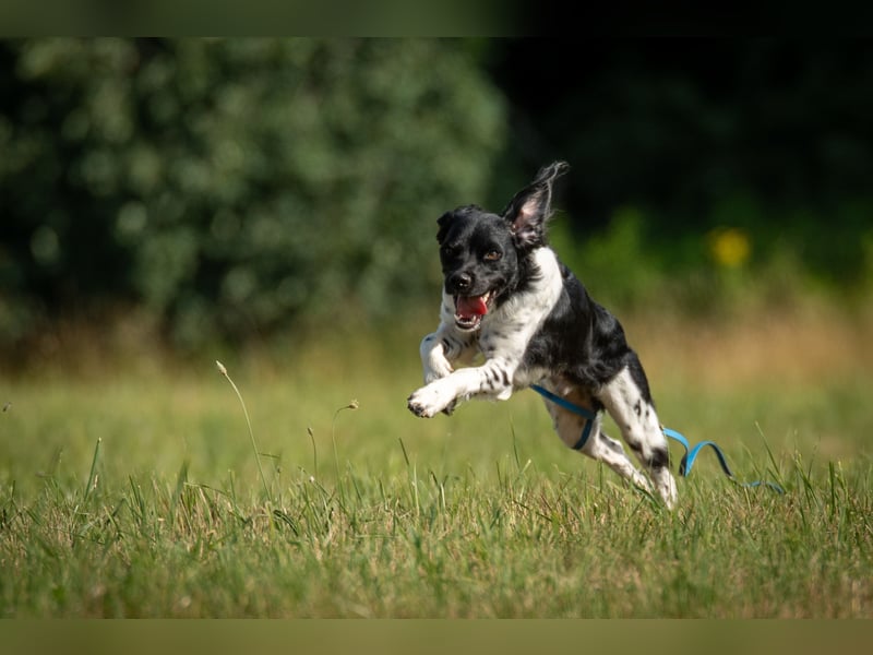 Darf Ihr Leben durch Oreo ein wenig bunter werden?