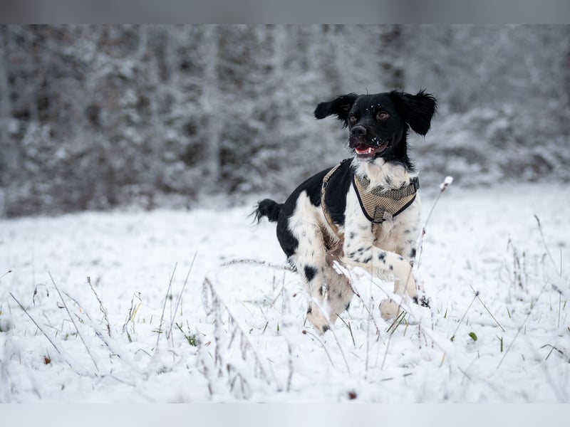 Darf Ihr Leben durch Oreo ein wenig bunter werden?