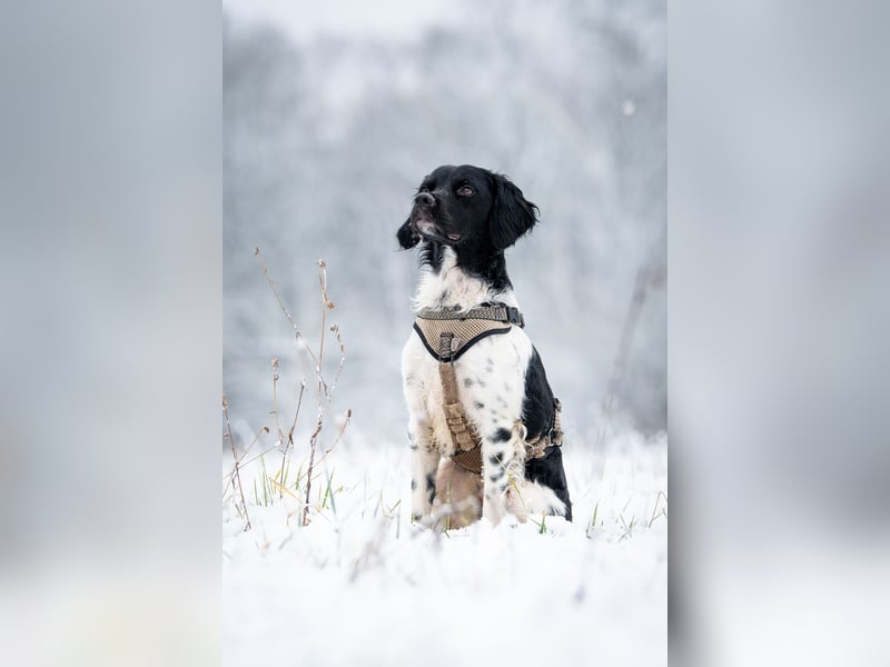 Darf Ihr Leben durch Oreo ein wenig bunter werden?