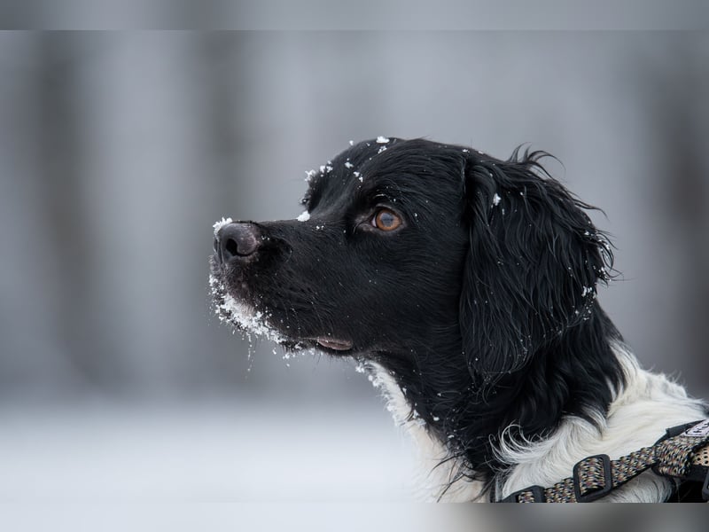 Darf Ihr Leben durch Oreo ein wenig bunter werden?