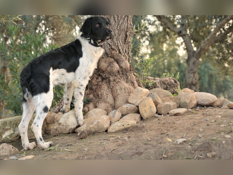 Darf Ihr Leben durch Oreo ein wenig bunter werden?