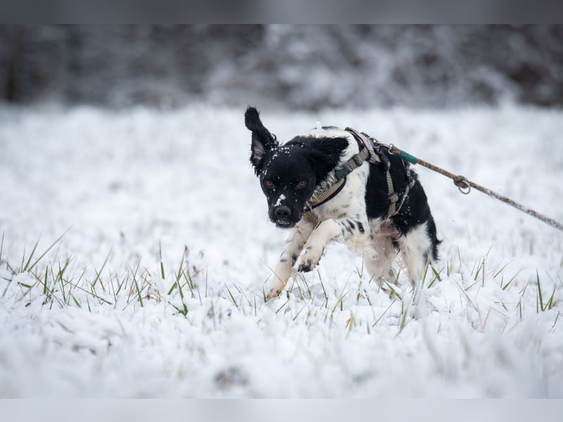 Darf Ihr Leben durch Oreo ein wenig bunter werden?
