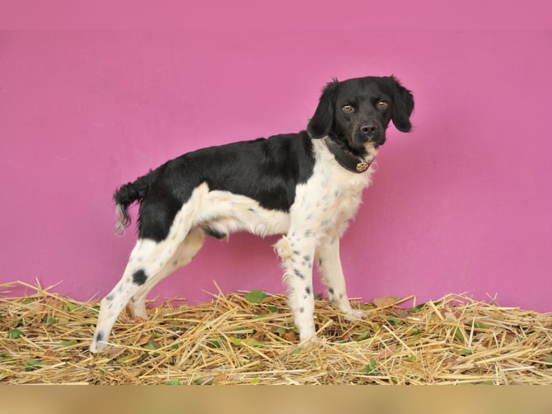 Darf Ihr Leben durch Oreo ein wenig bunter werden?