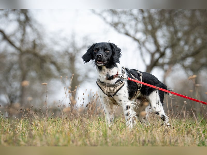 Darf Ihr Leben durch Oreo ein wenig bunter werden?