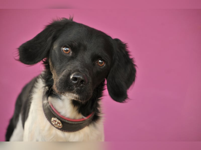 Darf Ihr Leben durch Oreo ein wenig bunter werden?