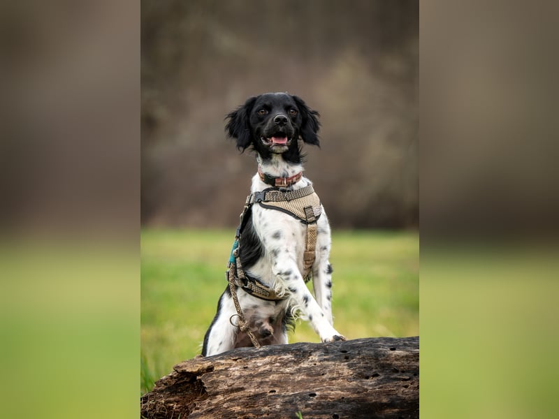Darf Ihr Leben durch Oreo ein wenig bunter werden?