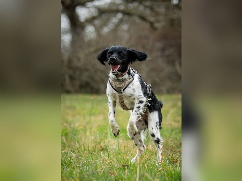 Darf Ihr Leben durch Oreo ein wenig bunter werden?