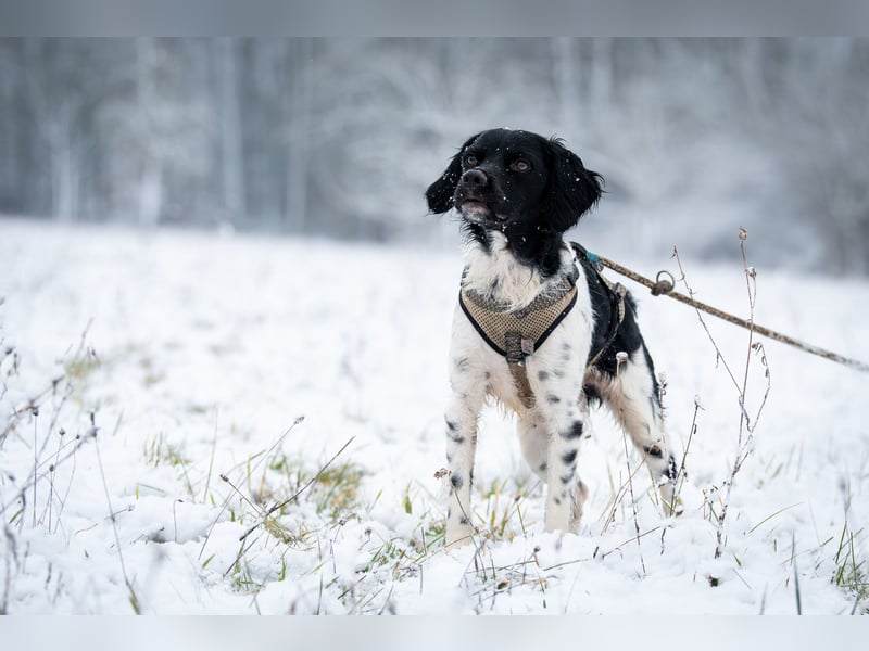 Darf Ihr Leben durch Oreo ein wenig bunter werden?
