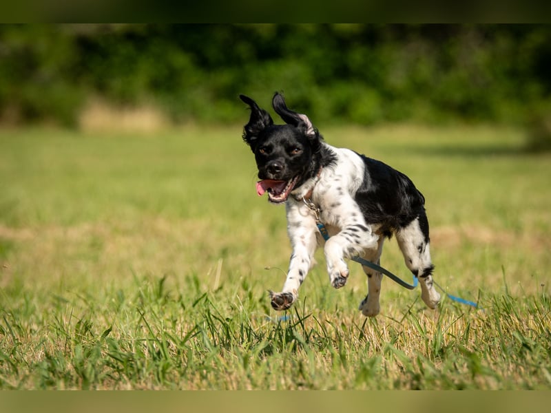 Darf Ihr Leben durch Oreo ein wenig bunter werden?