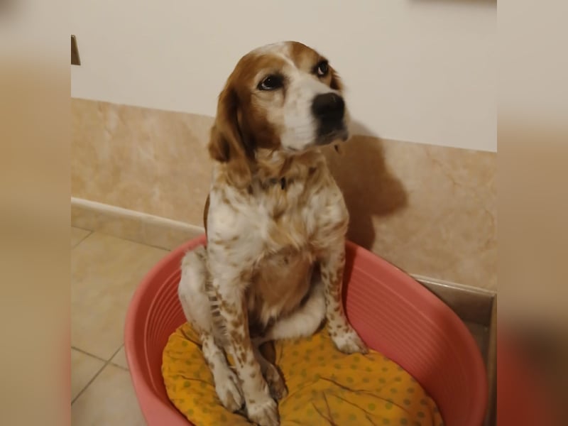 Diana - junge Bretonin sucht ihr Für-Immer-Zuhause – liebevoll, klug und voller Lebensfreude