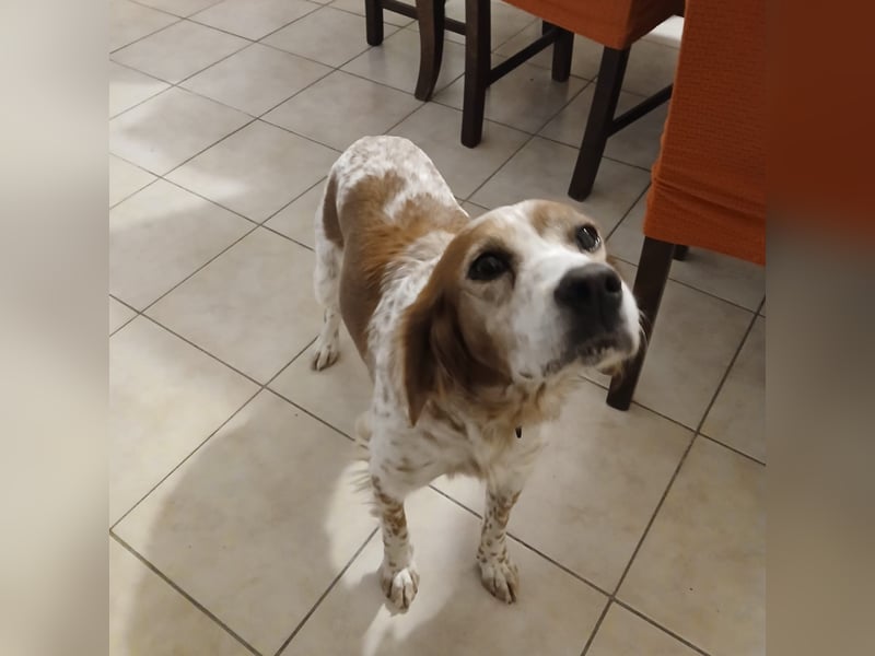 Diana - junge Bretonin sucht ihr Für-Immer-Zuhause – liebevoll, klug und voller Lebensfreude