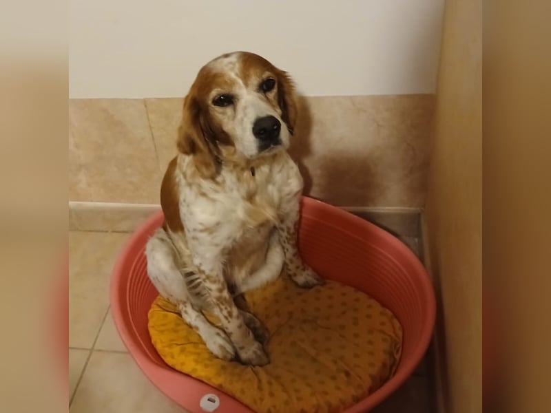 Diana - junge Bretonin sucht ihr Für-Immer-Zuhause – liebevoll, klug und voller Lebensfreude