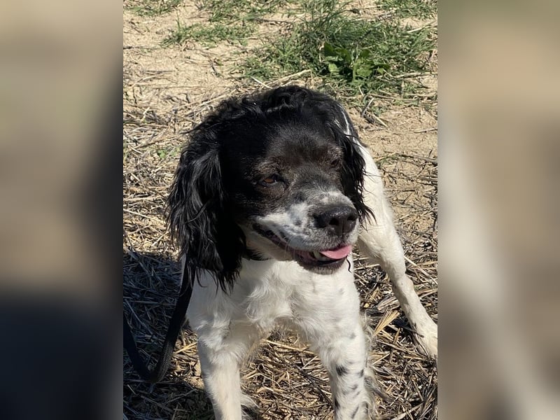 Brina - kleine Jägerin mit großem Herz und Freude am Leben