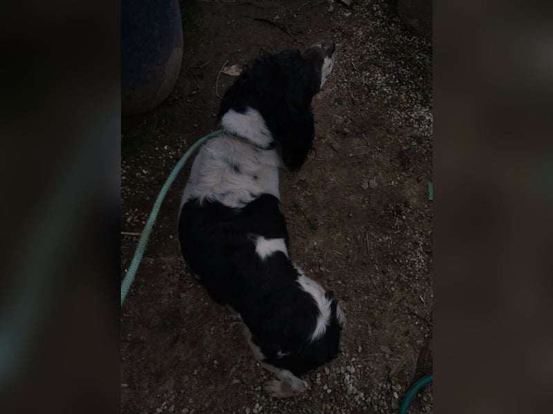 Brina - kleine Jägerin mit großem Herz und Freude am Leben