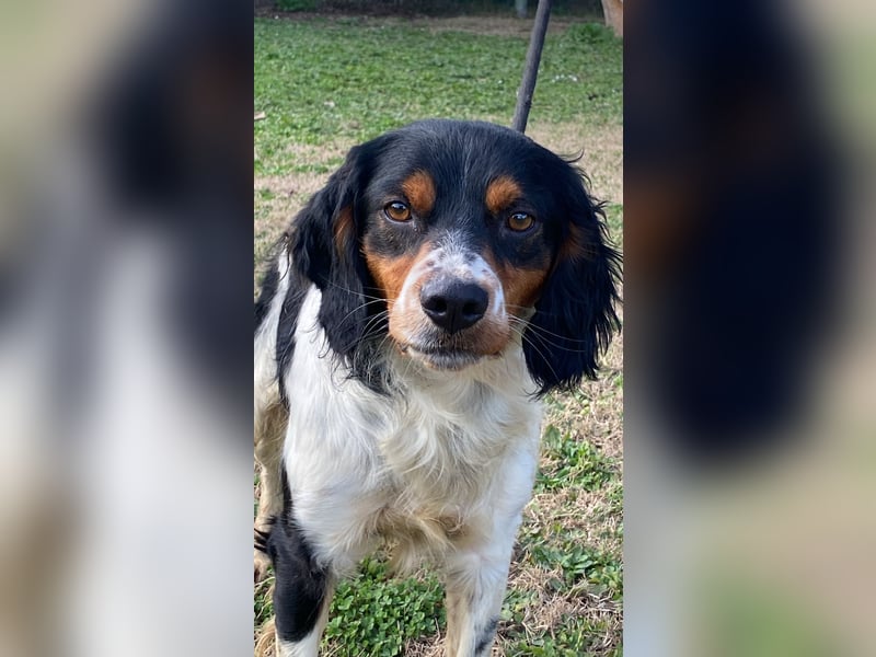 Vas - (Dringend Pflegestelle oder Zuhause gesucht) Sonnyboy sucht das Glück