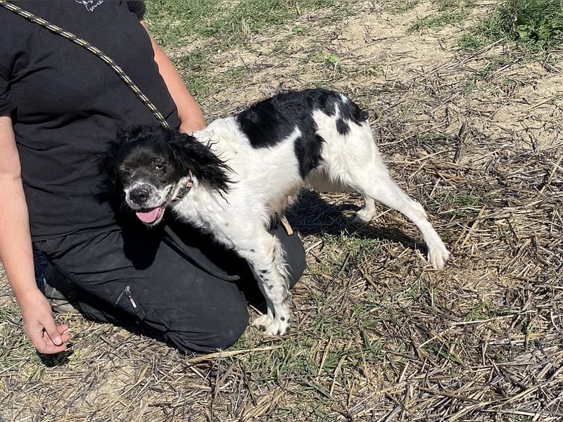 Brina - kleine Jägerin mit großem Herz und Freude am Leben
