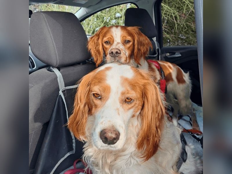 Fish - Es gibt eine freundliche Welt.....