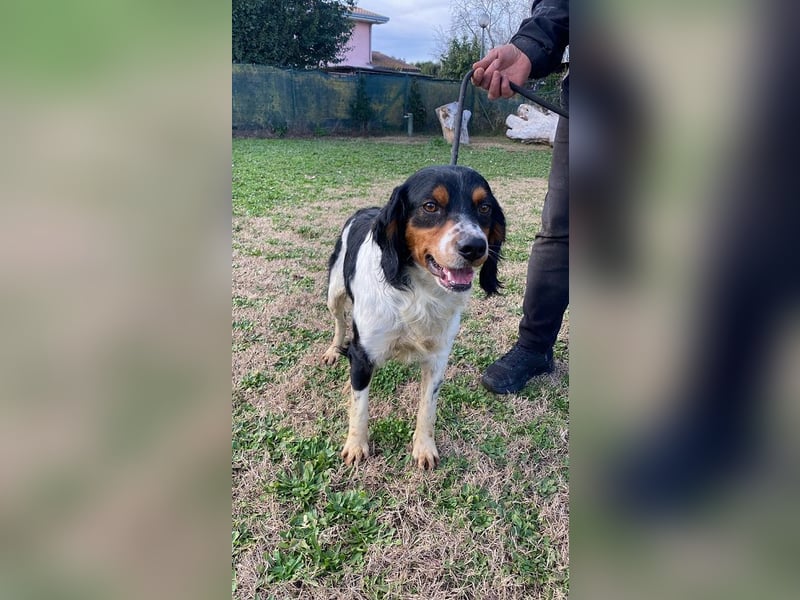 Vas - (Dringend Pflegestelle oder Zuhause gesucht) Sonnyboy sucht das Glück