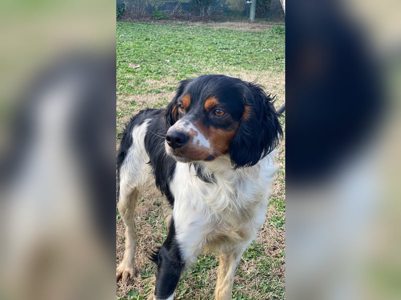 Vas - (Dringend Pflegestelle oder Zuhause gesucht) Sonnyboy sucht das Glück