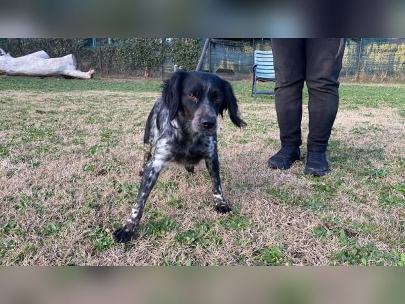 Samira - (d)eine Lieblingshündin?