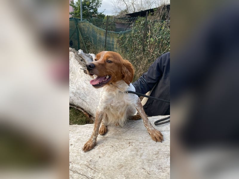 Steve - der Weg ins große Glück