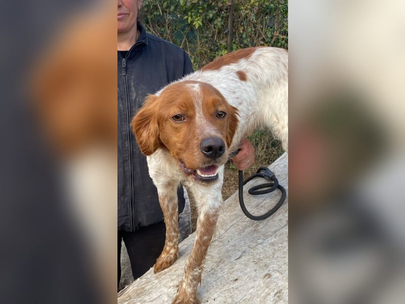 Steve - der Weg ins große Glück