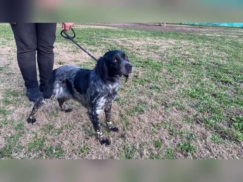 Samira - (d)eine Lieblingshündin?