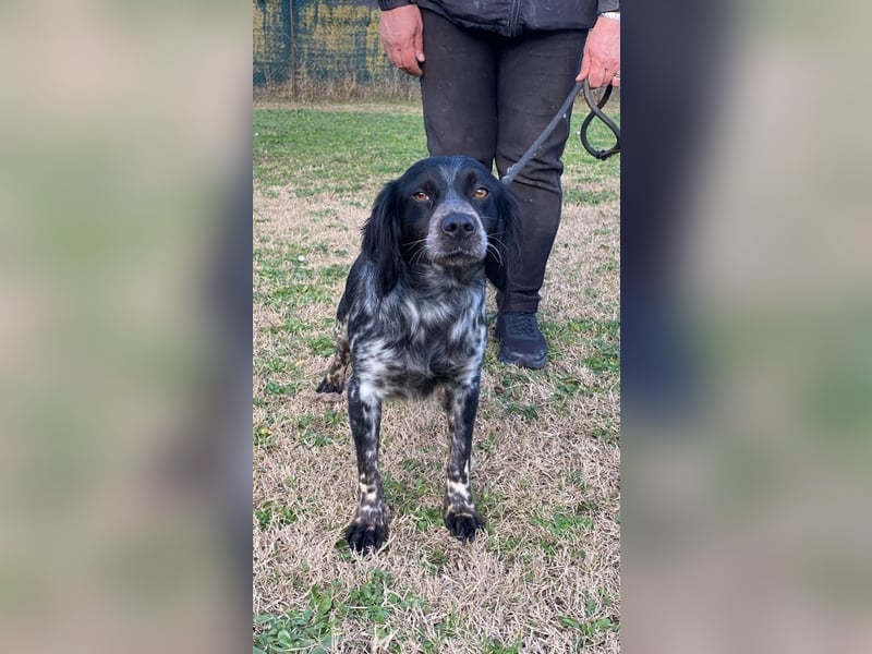 Samira - (d)eine Lieblingshündin?