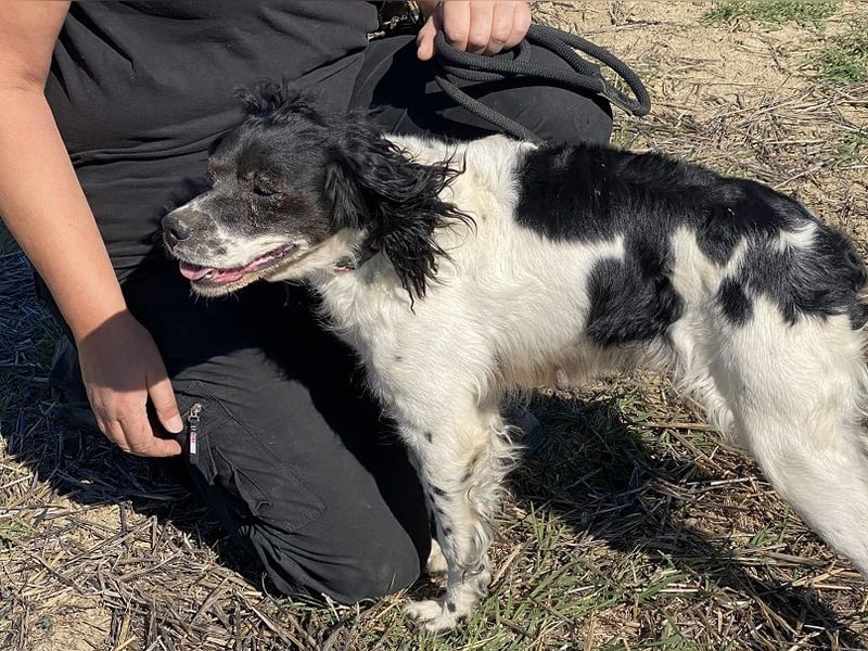 Brina - kleine Jägerin mit großem Herz und Freude am Leben