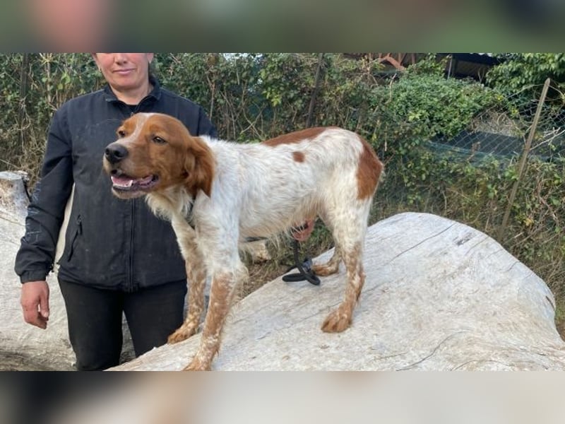 Steve - der Weg ins große Glück