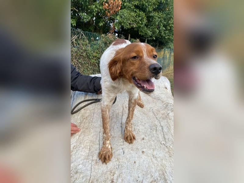 Steve - der Weg ins große Glück