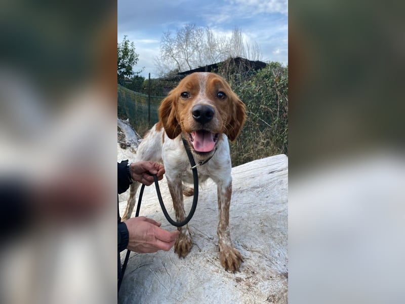 Steve - der Weg ins große Glück