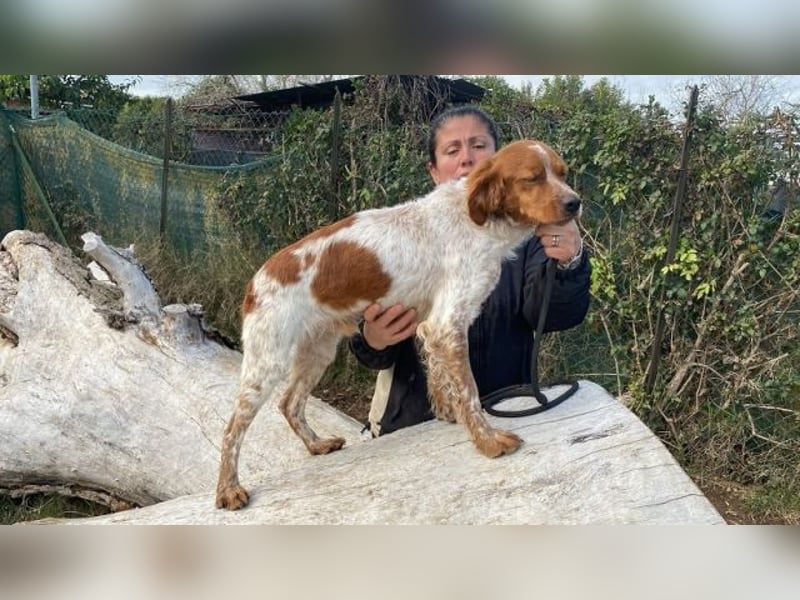 Steve - der Weg ins große Glück