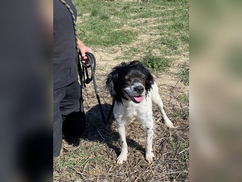 Brina - kleine Jägerin mit großem Herz und Freude am Leben