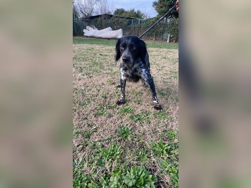 Samira - (d)eine Lieblingshündin?