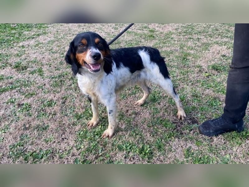 Vas - Sonnyboy sucht das Glück