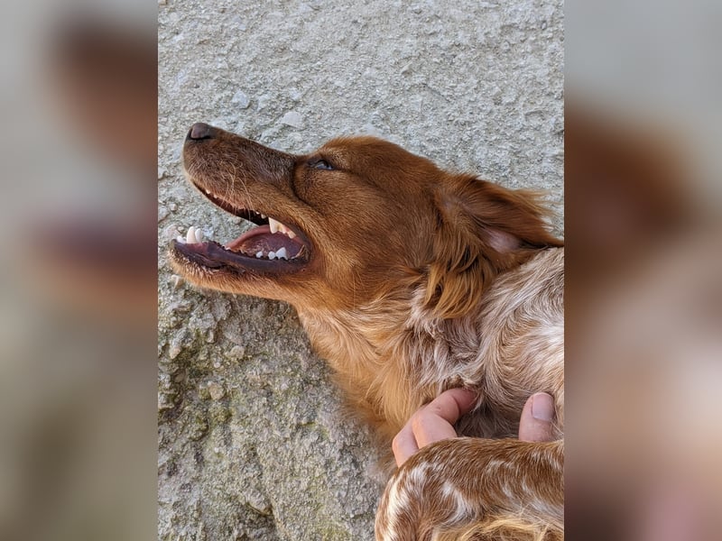 Nala, sucht ihre Herzensmenschen