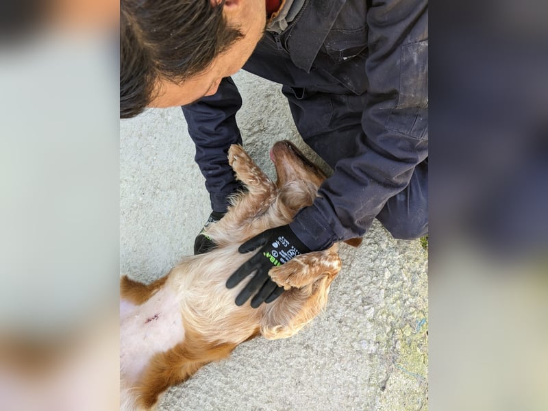 Nala, sucht ihre Herzensmenschen