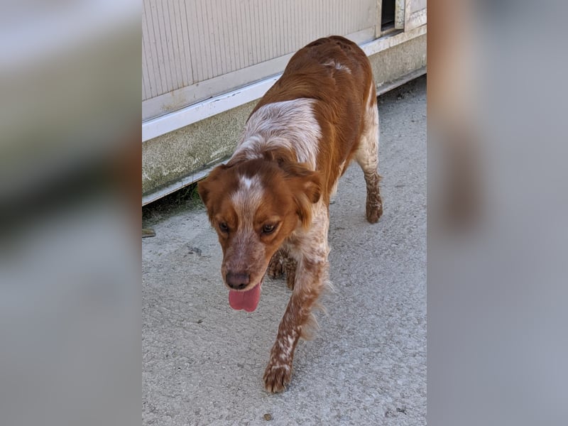 Nala, sucht ihre Herzensmenschen