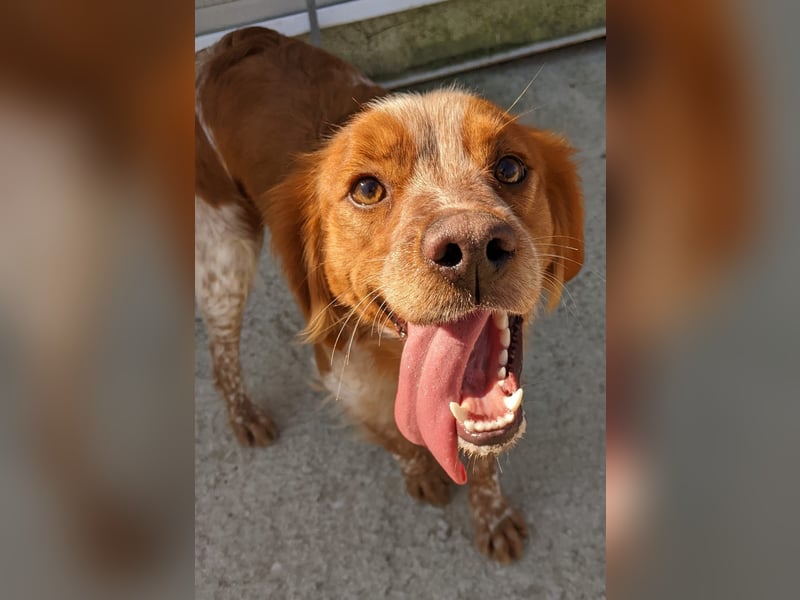 Nala, sucht ihre Herzensmenschen