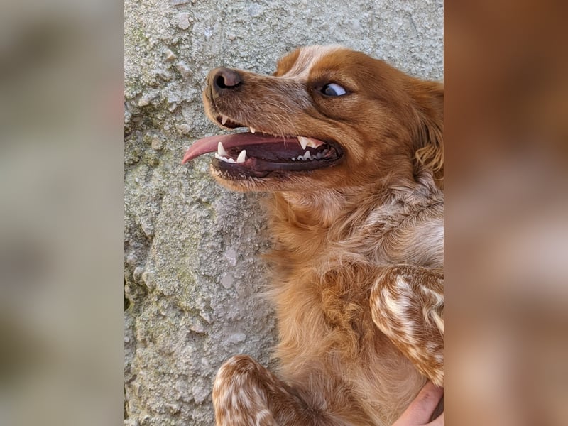 Nala, sucht ihre Herzensmenschen